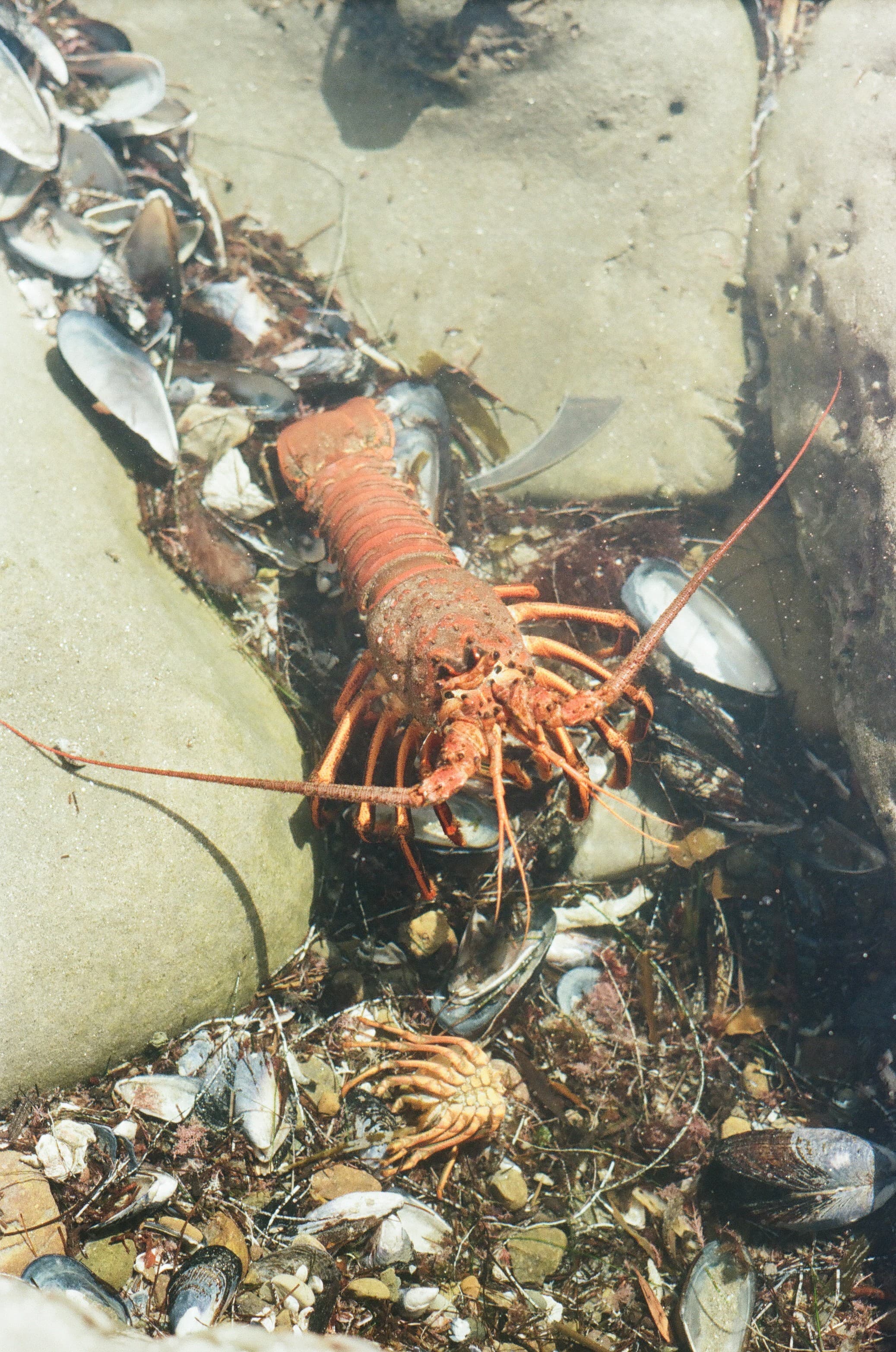Film photograph by Nicholas Kouzmanoff
