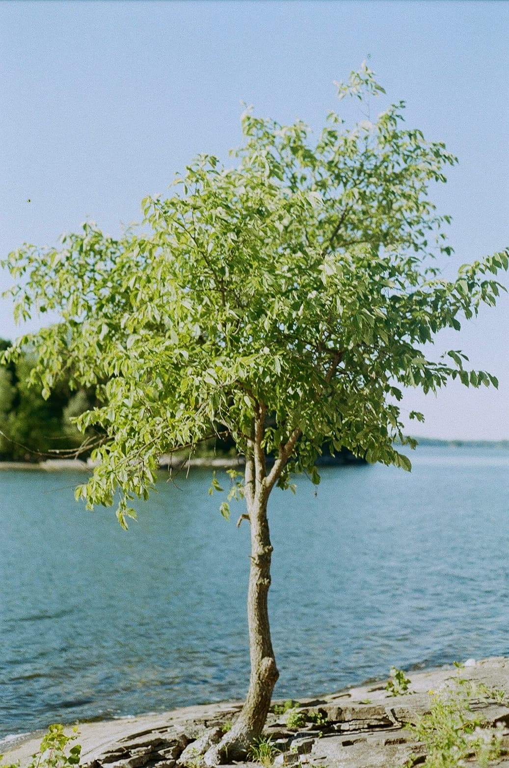 Basin Harbor Club — film photograph by Nicholas Kouzmanoff