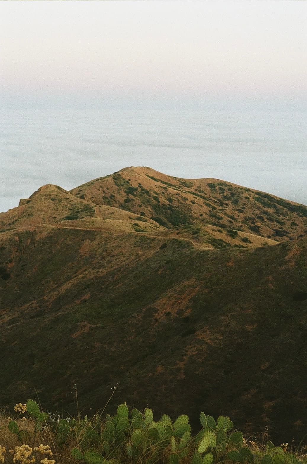 Catalina — film photograph by Nicholas Kouzmanoff