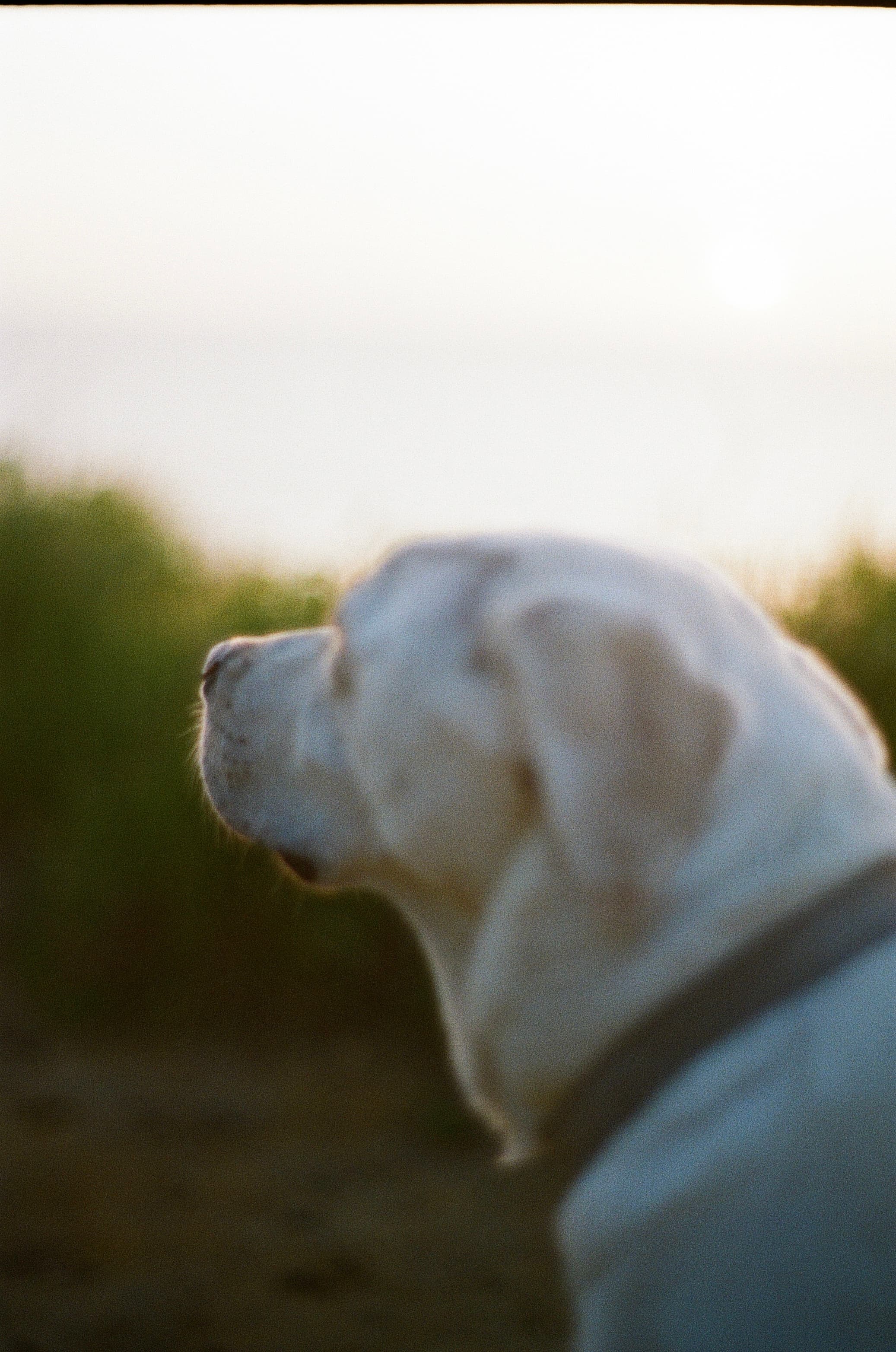 Film photograph by Nicholas Kouzmanoff