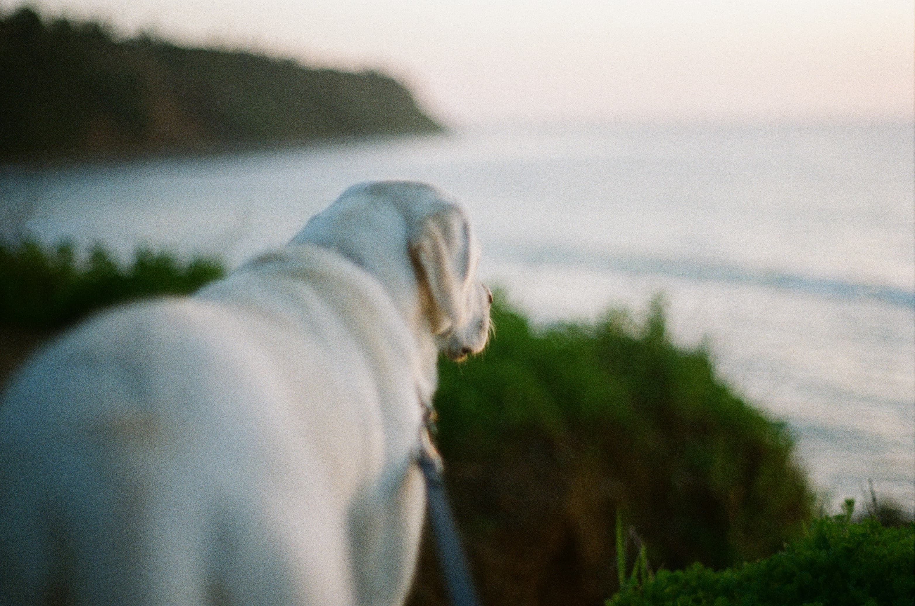 Film photograph by Nicholas Kouzmanoff