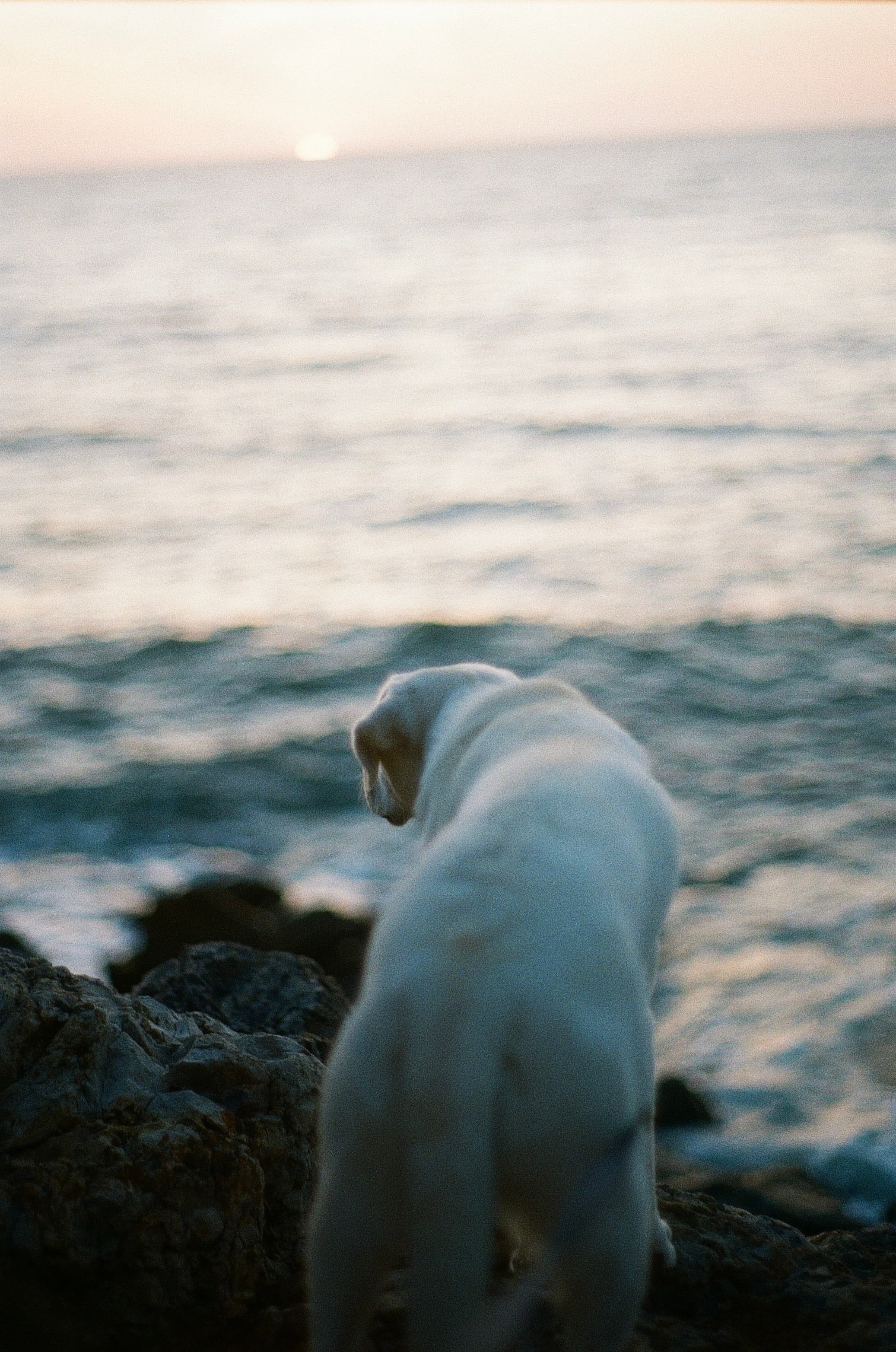 Film photograph by Nicholas Kouzmanoff