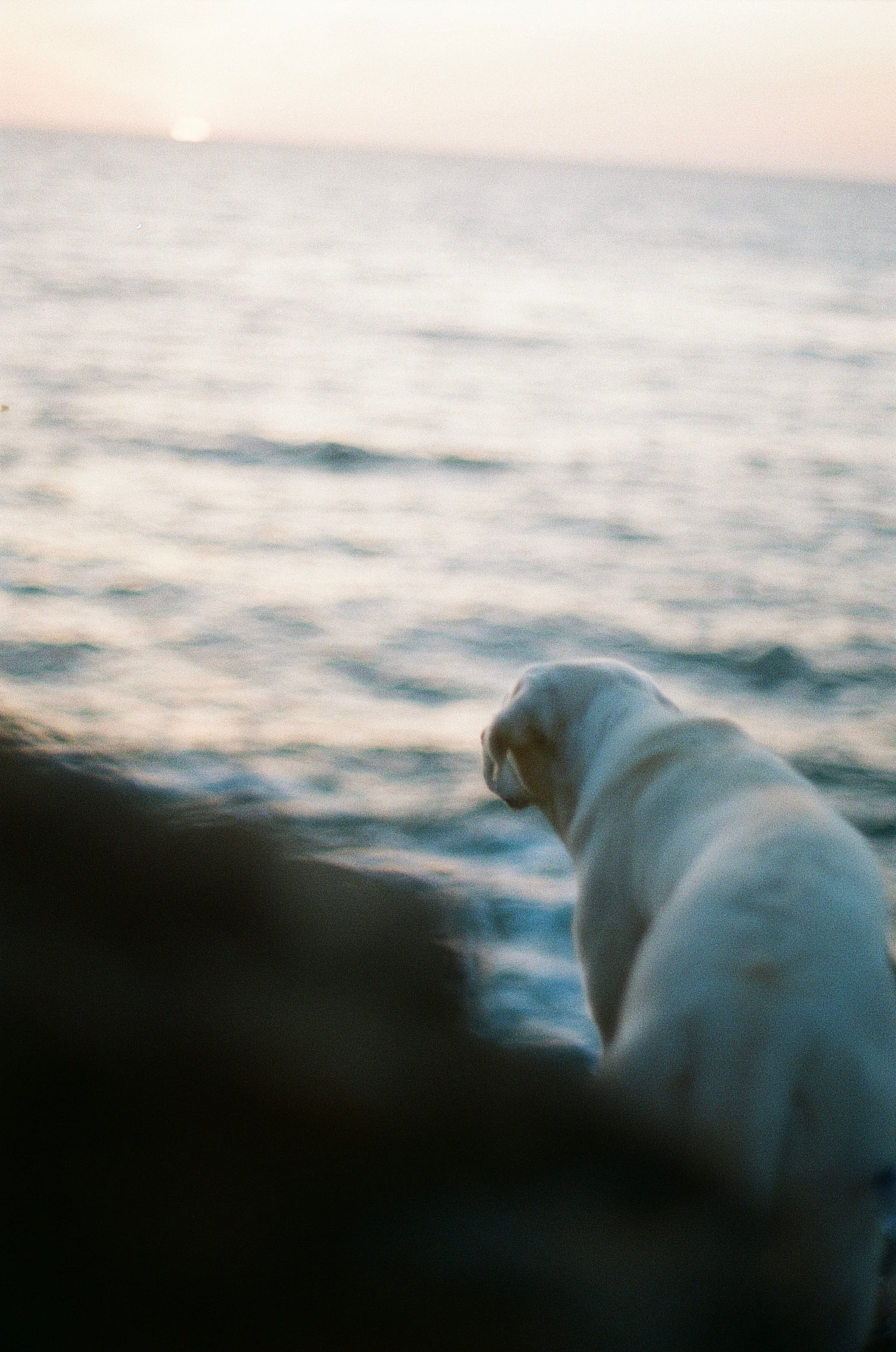 Film photograph by Nicholas Kouzmanoff