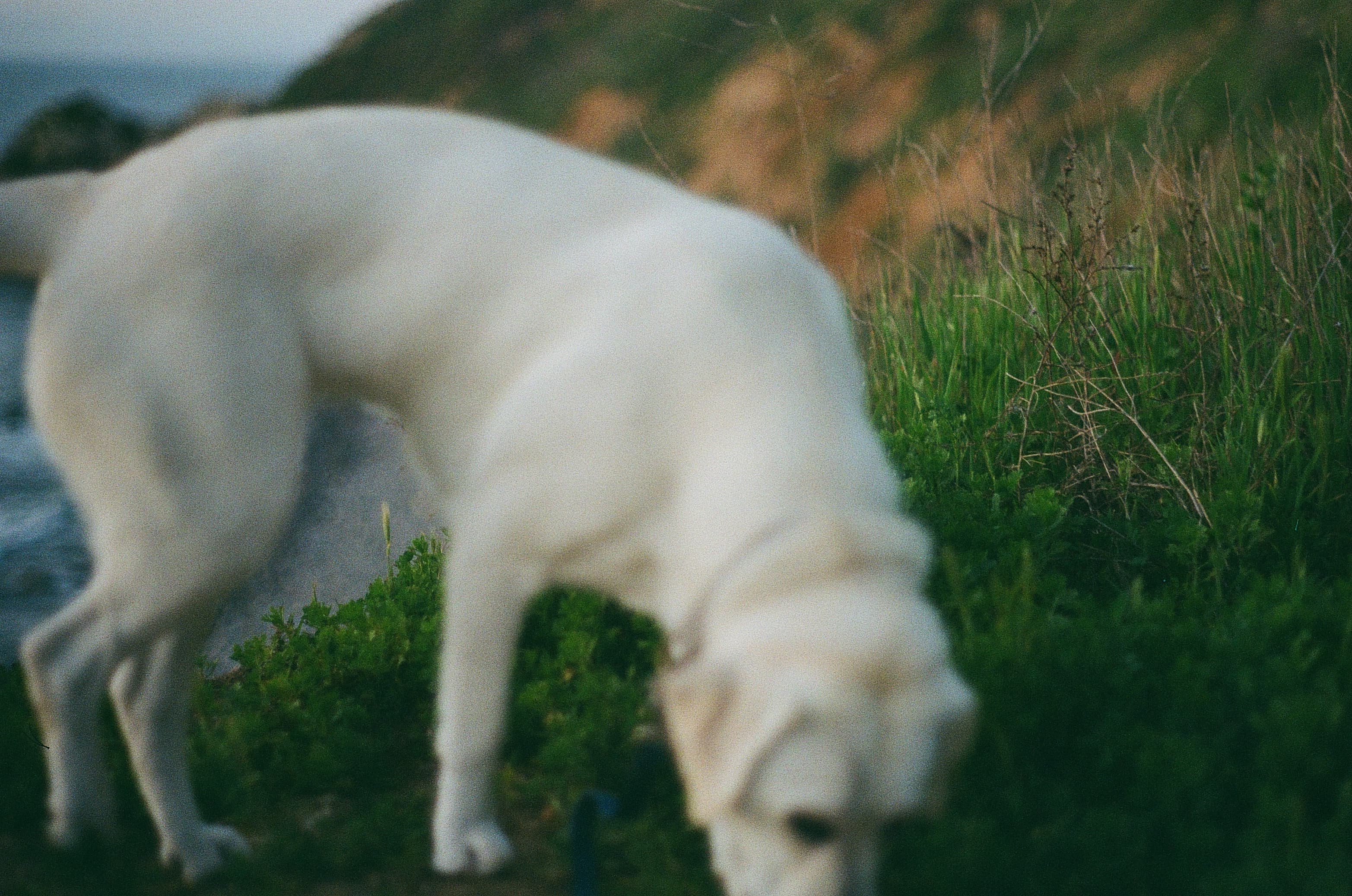 Film photograph by Nicholas Kouzmanoff