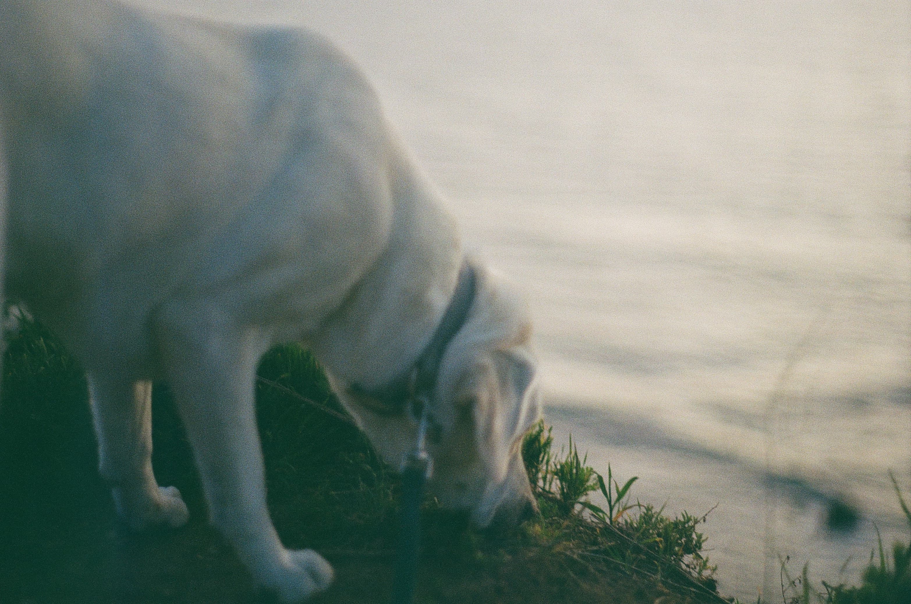 Film photograph by Nicholas Kouzmanoff