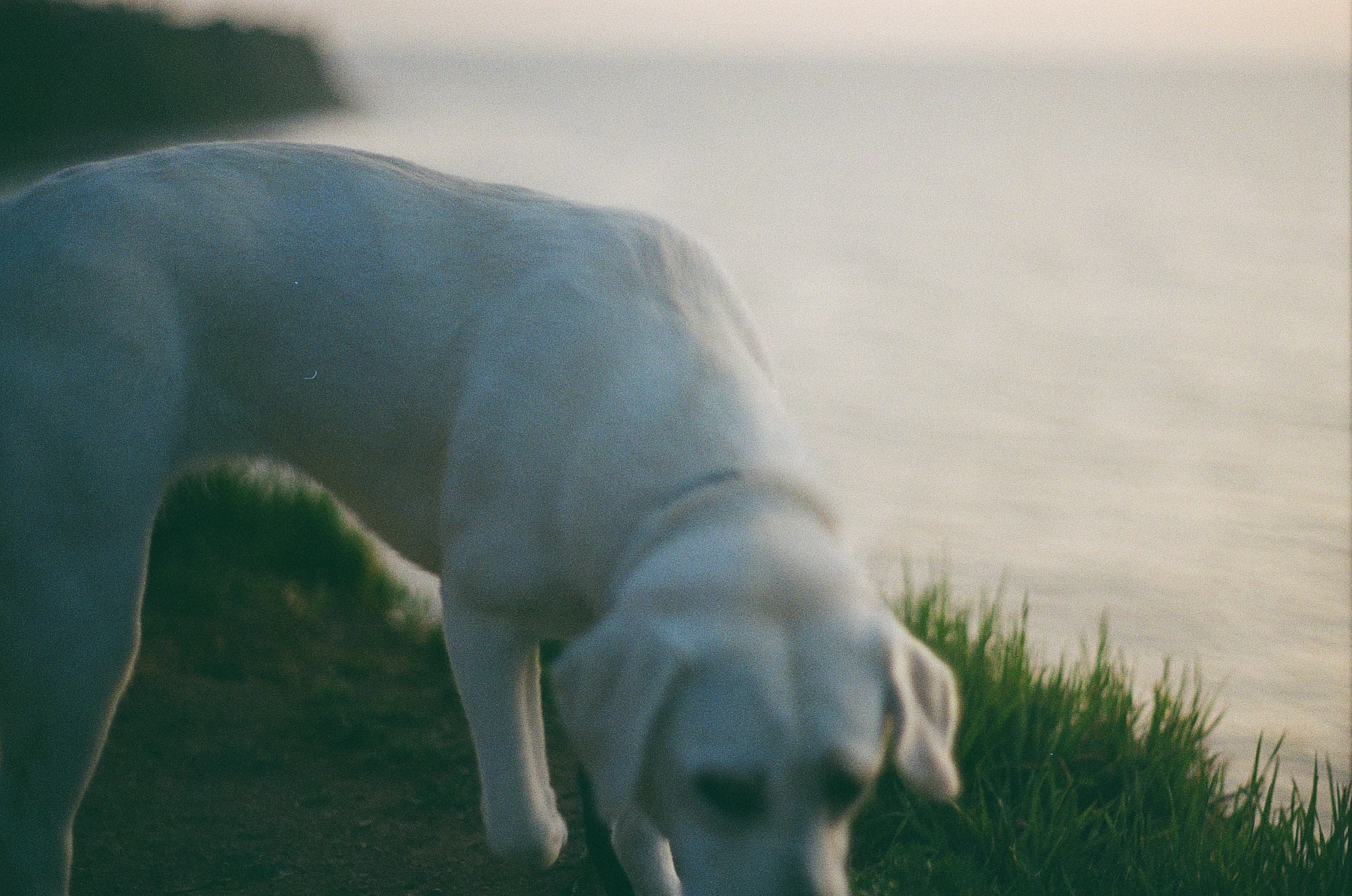 Film photograph by Nicholas Kouzmanoff