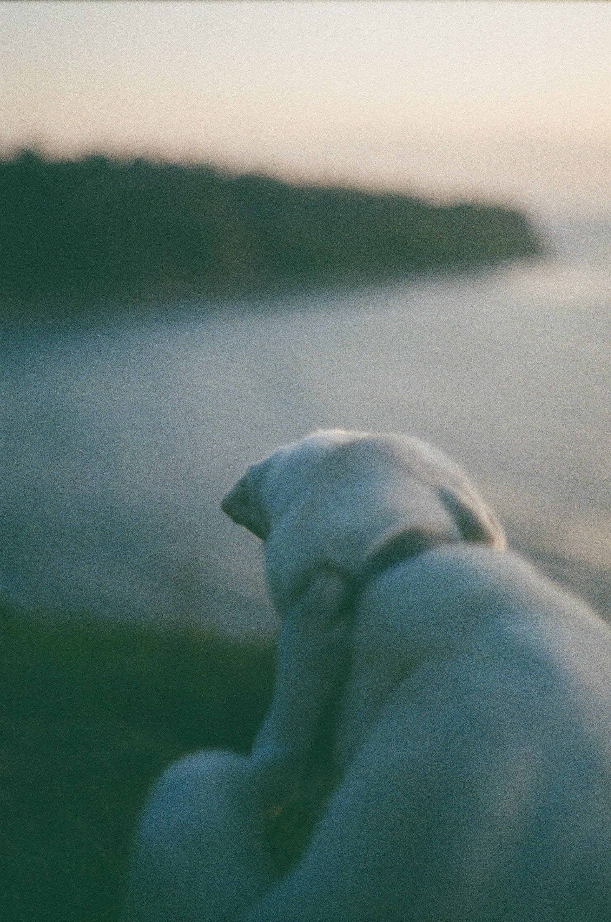Film photograph by Nicholas Kouzmanoff