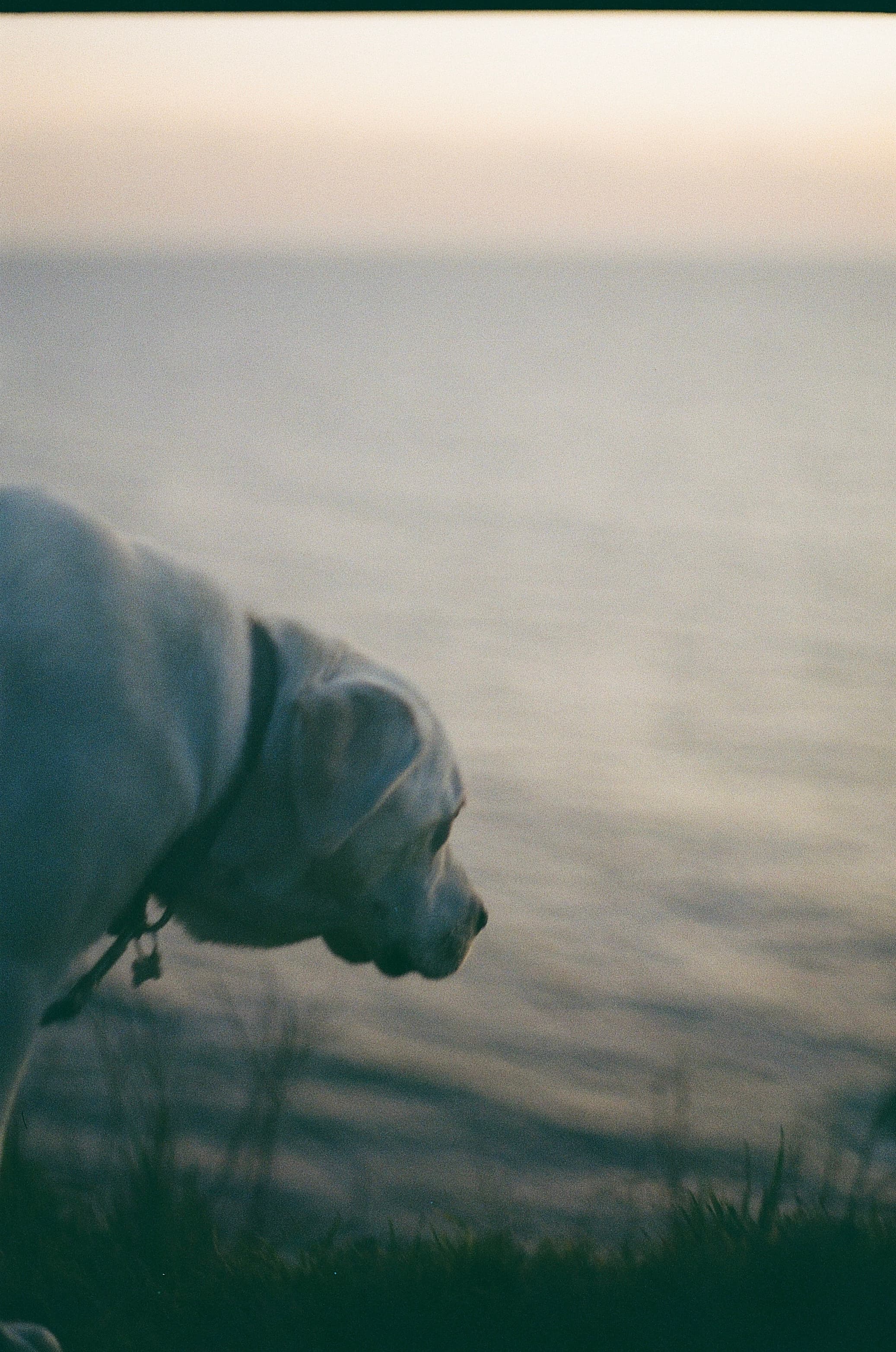 Film photograph by Nicholas Kouzmanoff