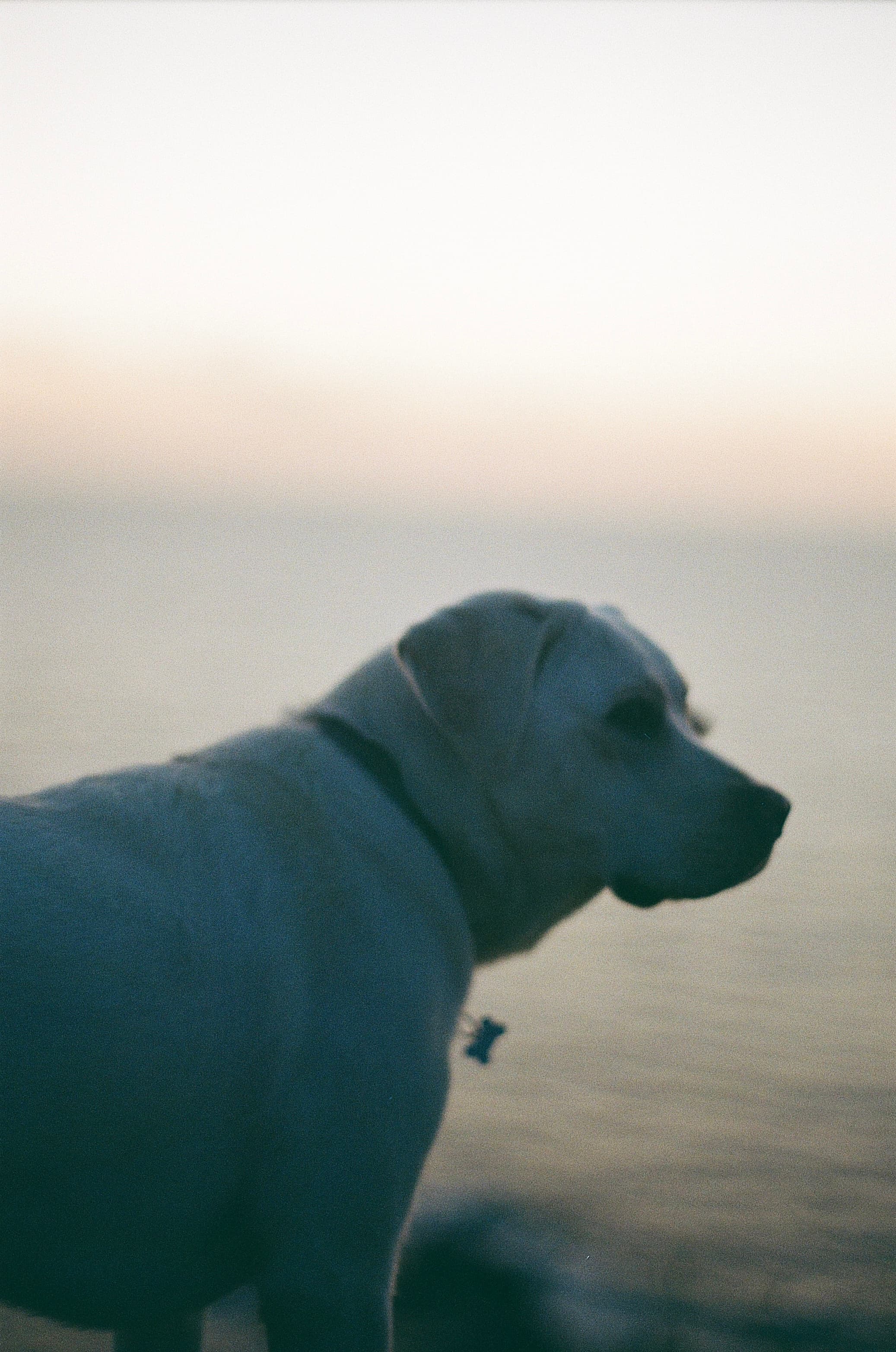 Film photograph by Nicholas Kouzmanoff
