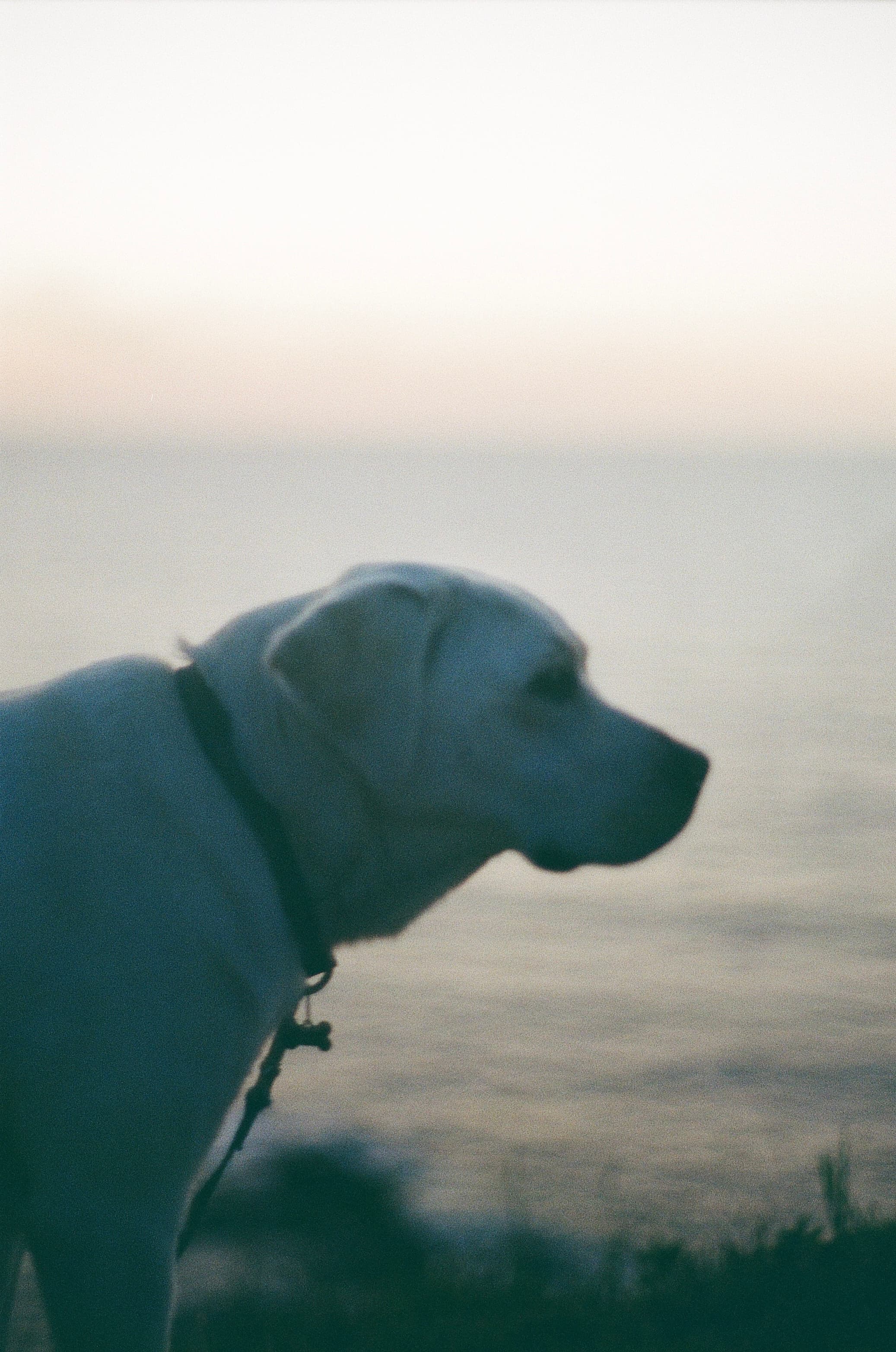 Film photograph by Nicholas Kouzmanoff