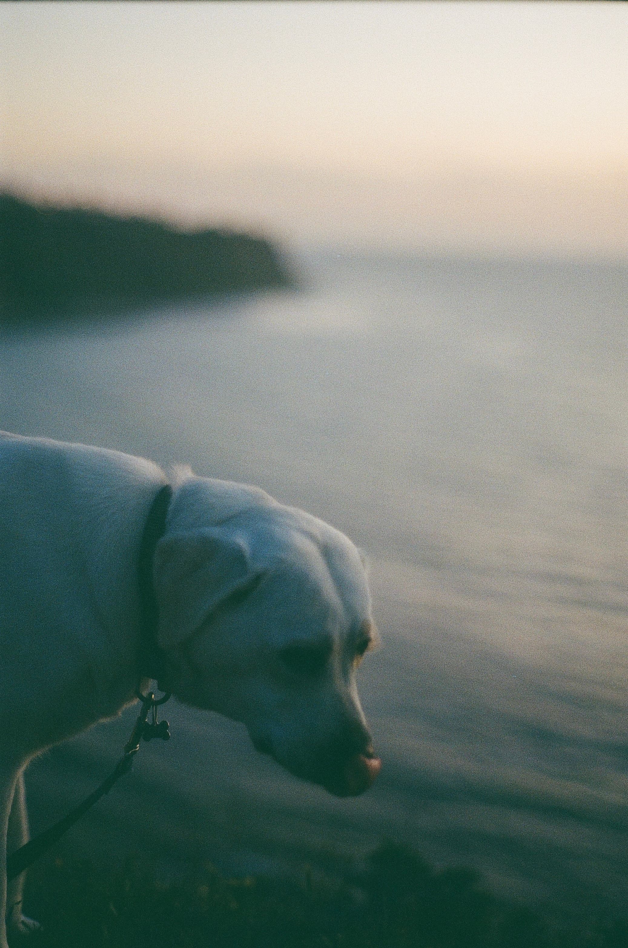Film photograph by Nicholas Kouzmanoff