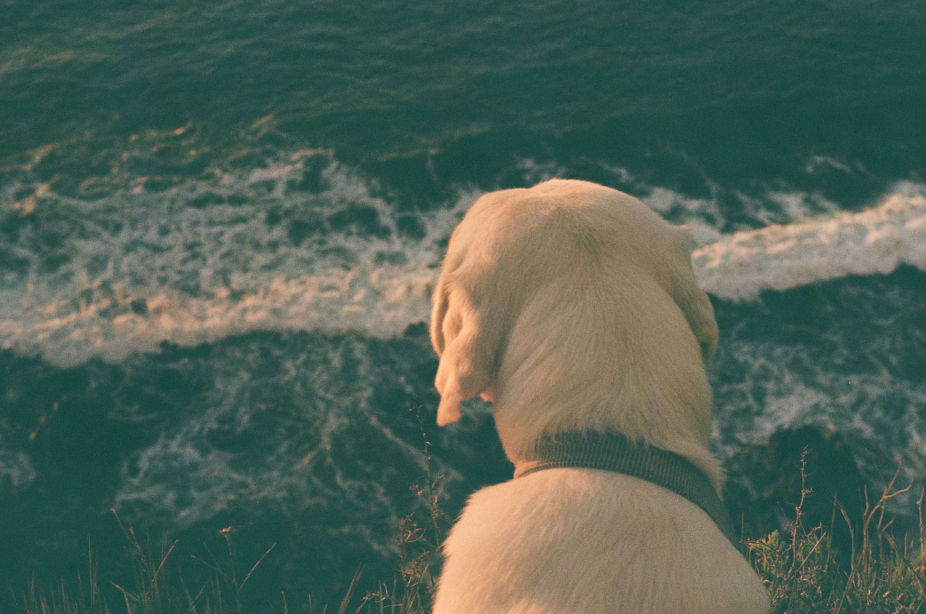 Film photograph by Nicholas Kouzmanoff