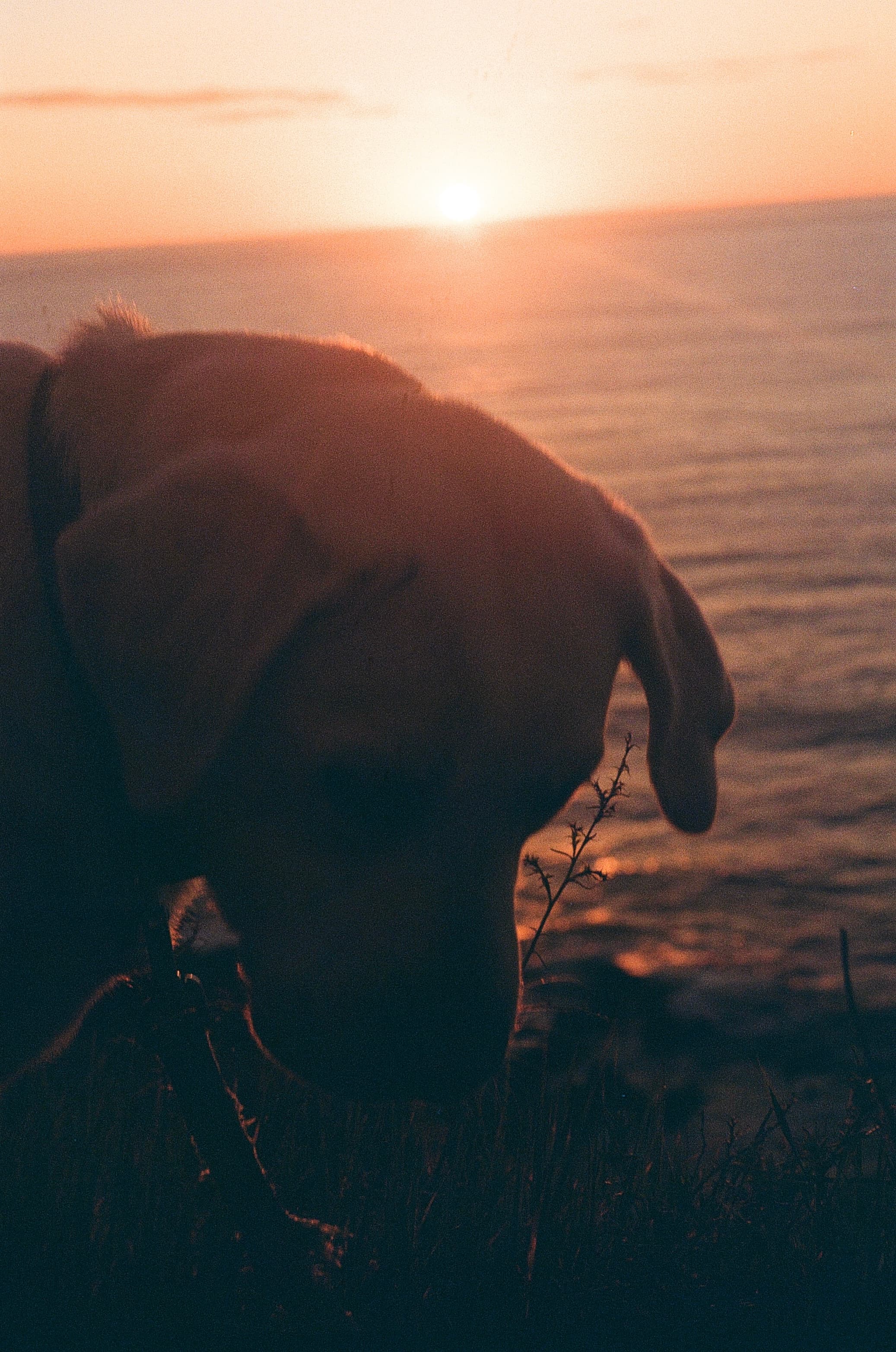 Film photograph by Nicholas Kouzmanoff