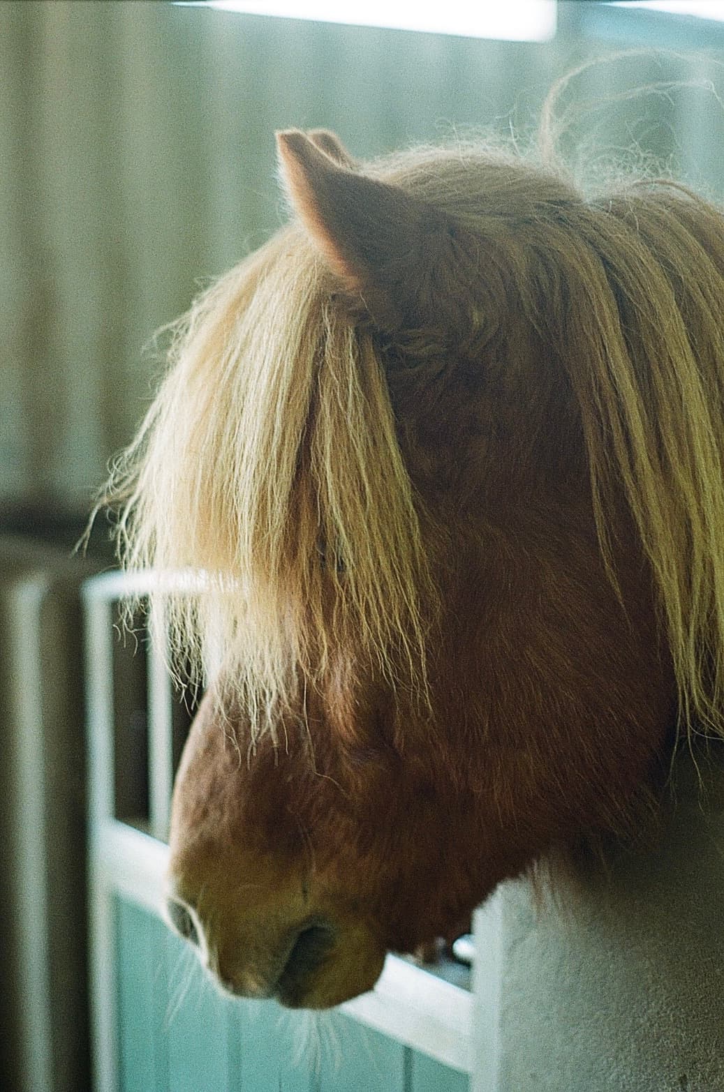 Film photograph by Nicholas Kouzmanoff