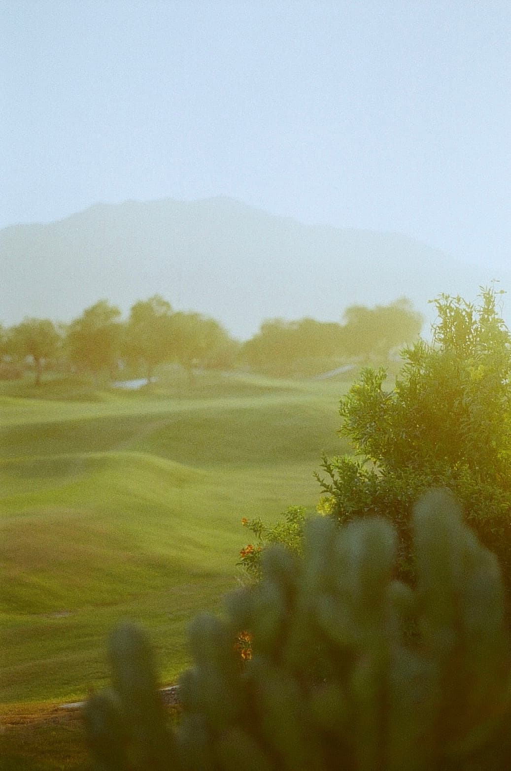 Film photograph by Nicholas Kouzmanoff