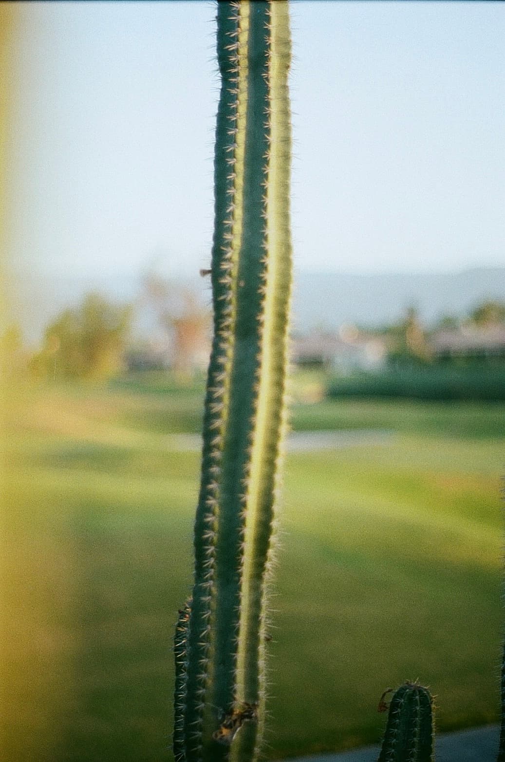 Film photograph by Nicholas Kouzmanoff