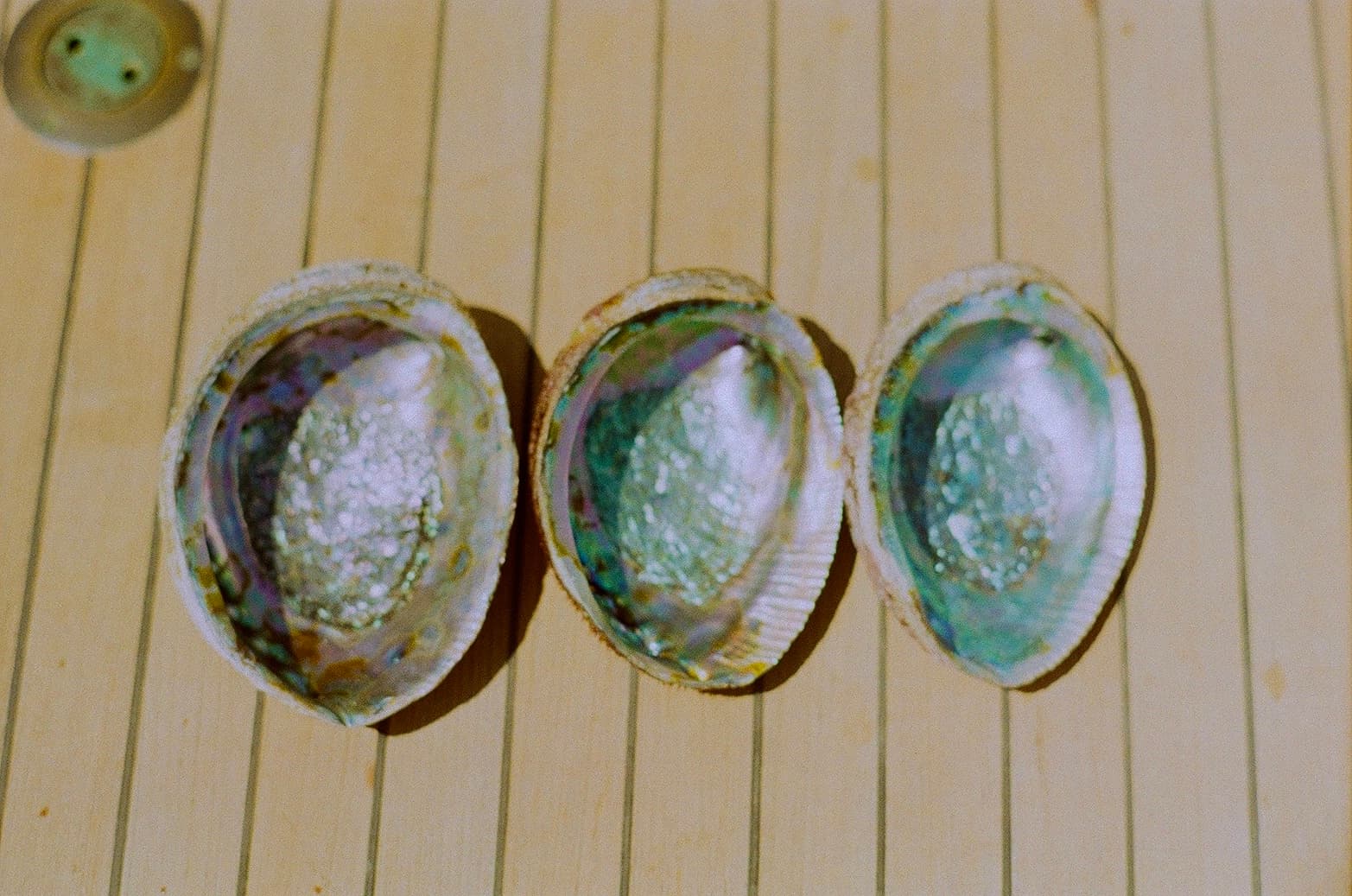 Film photograph by Nicholas Kouzmanoff