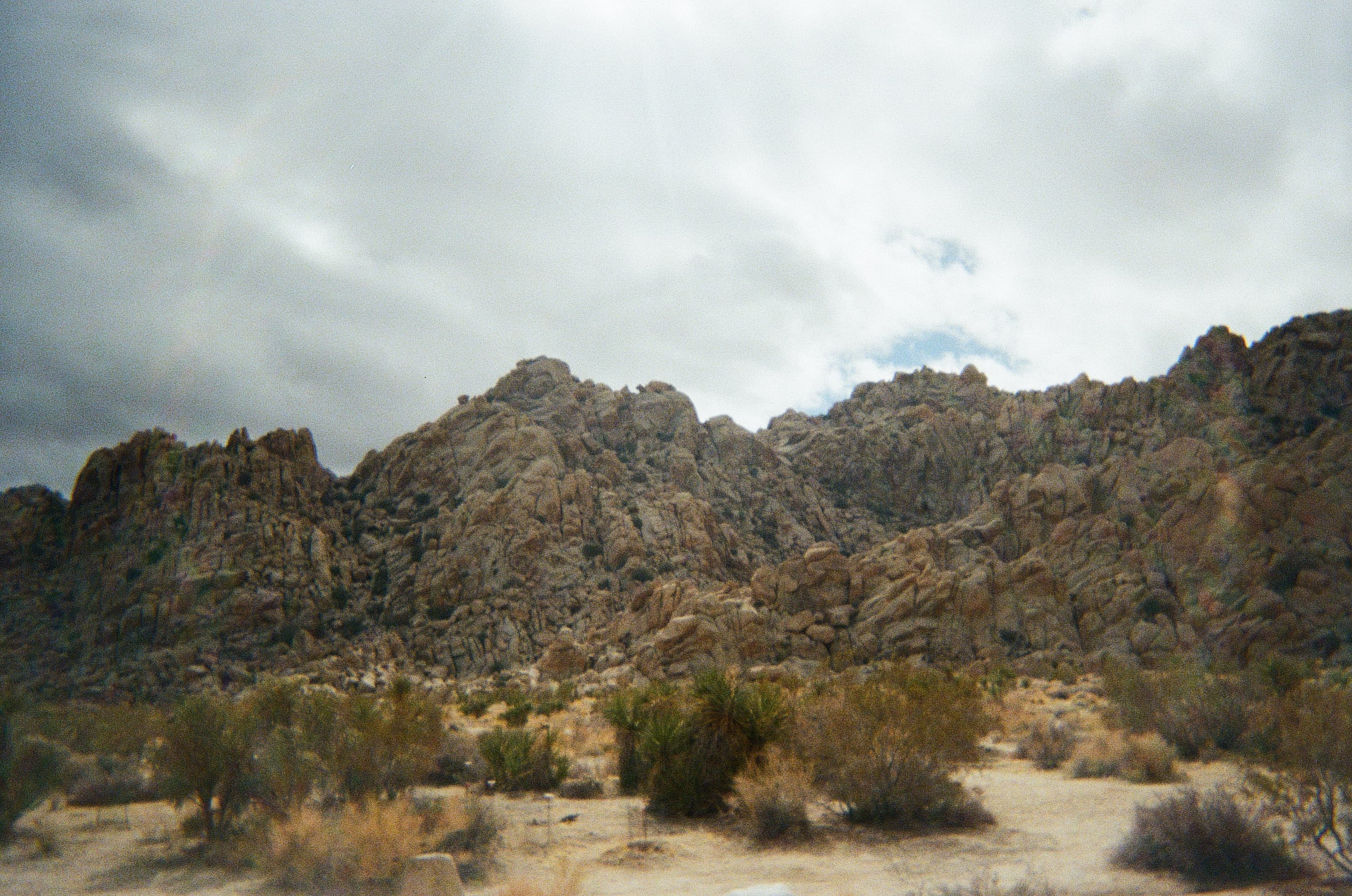 Joshua Tree — film photograph by Nicholas Kouzmanoff