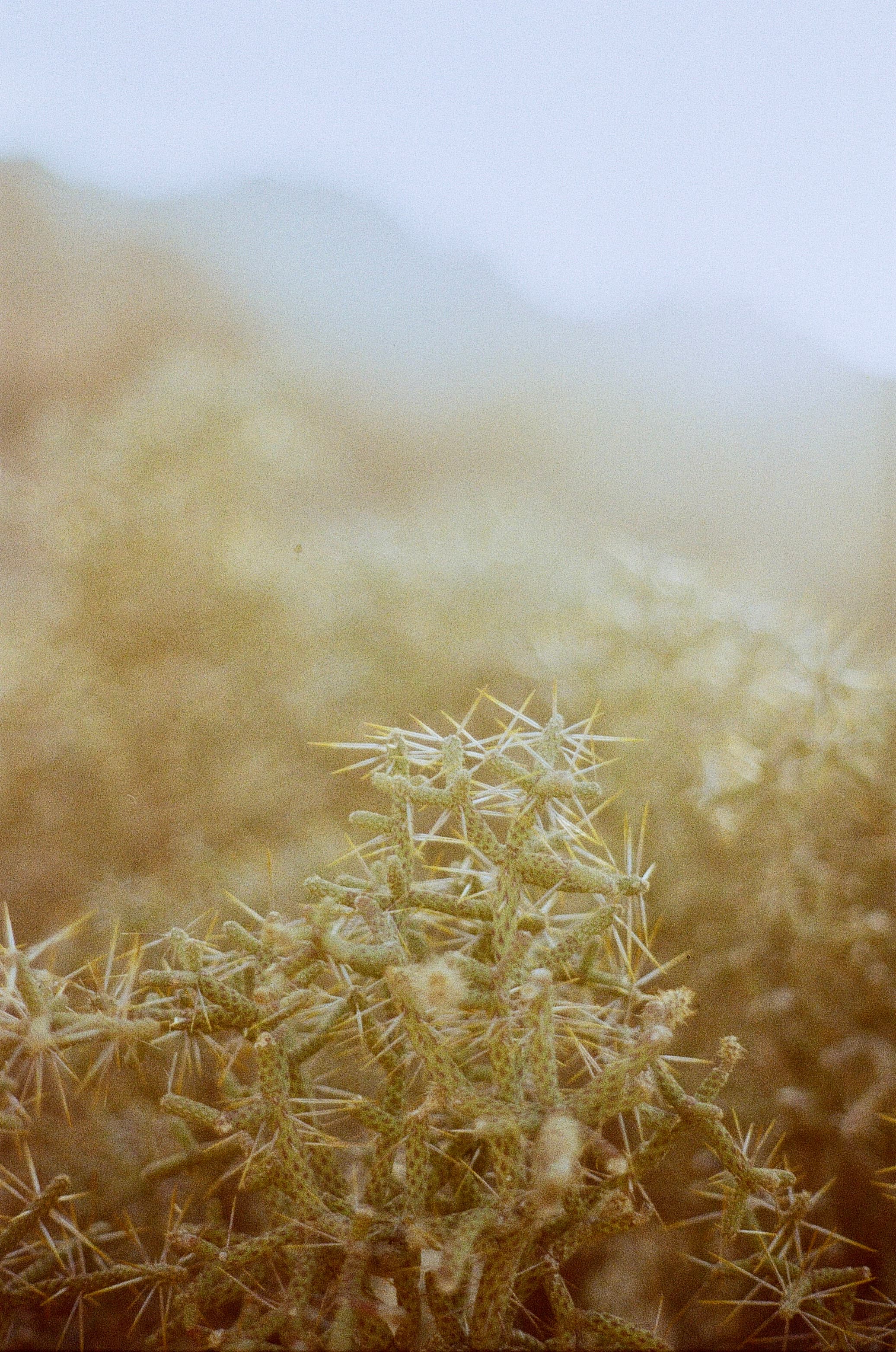 Joshua Tree — film photograph by Nicholas Kouzmanoff