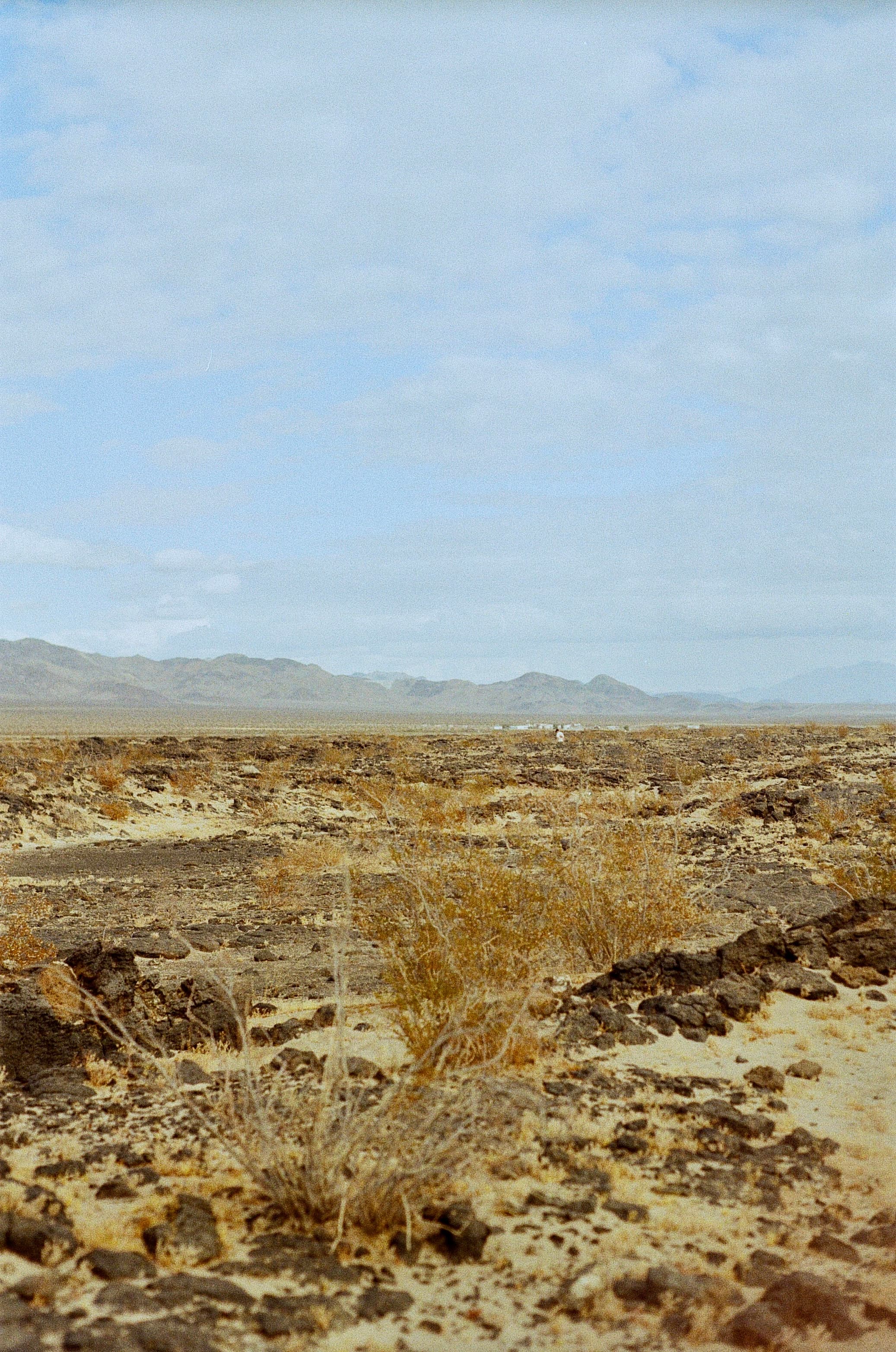 Joshua Tree — film photograph by Nicholas Kouzmanoff