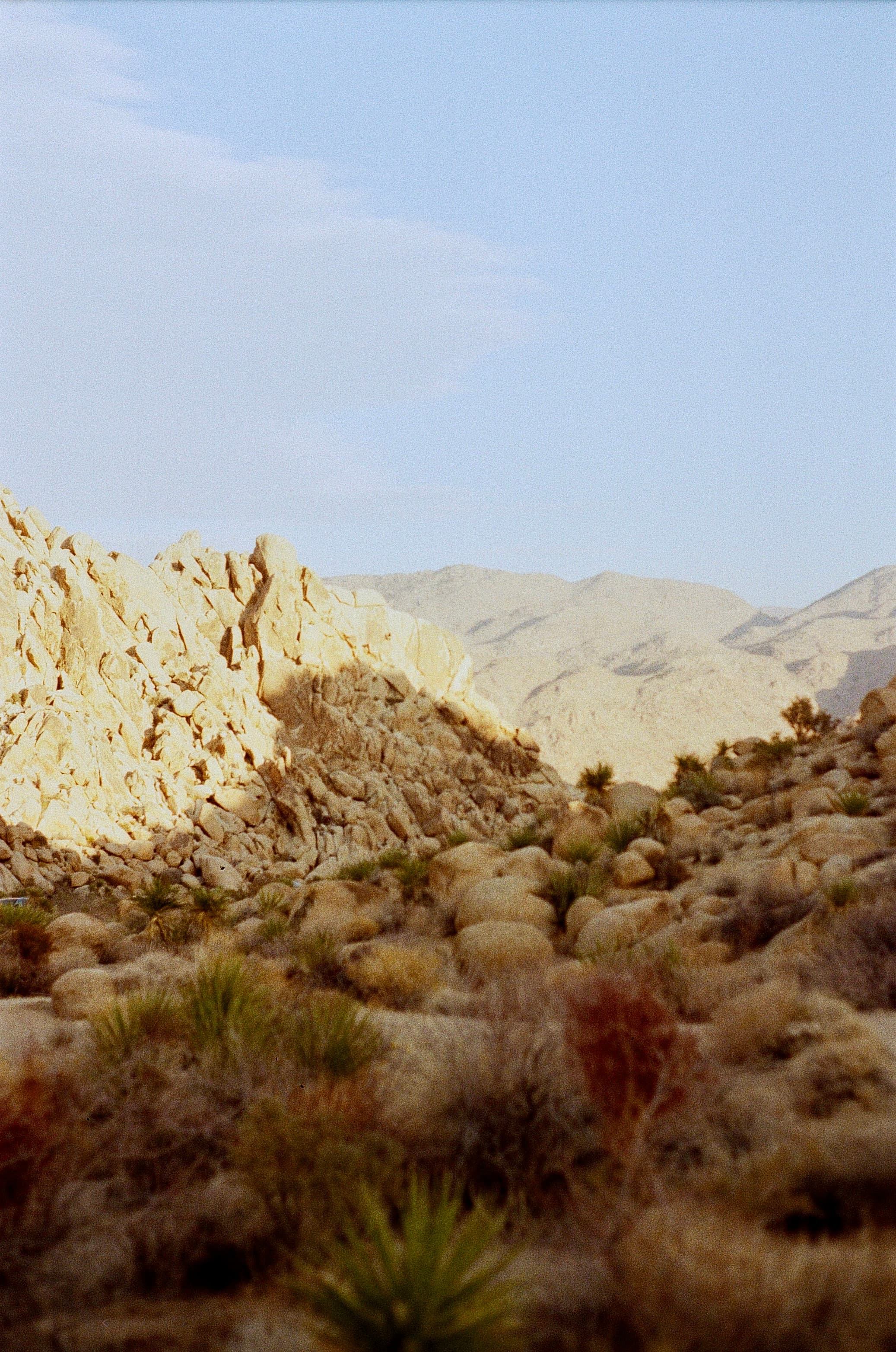 Joshua Tree — film photograph by Nicholas Kouzmanoff