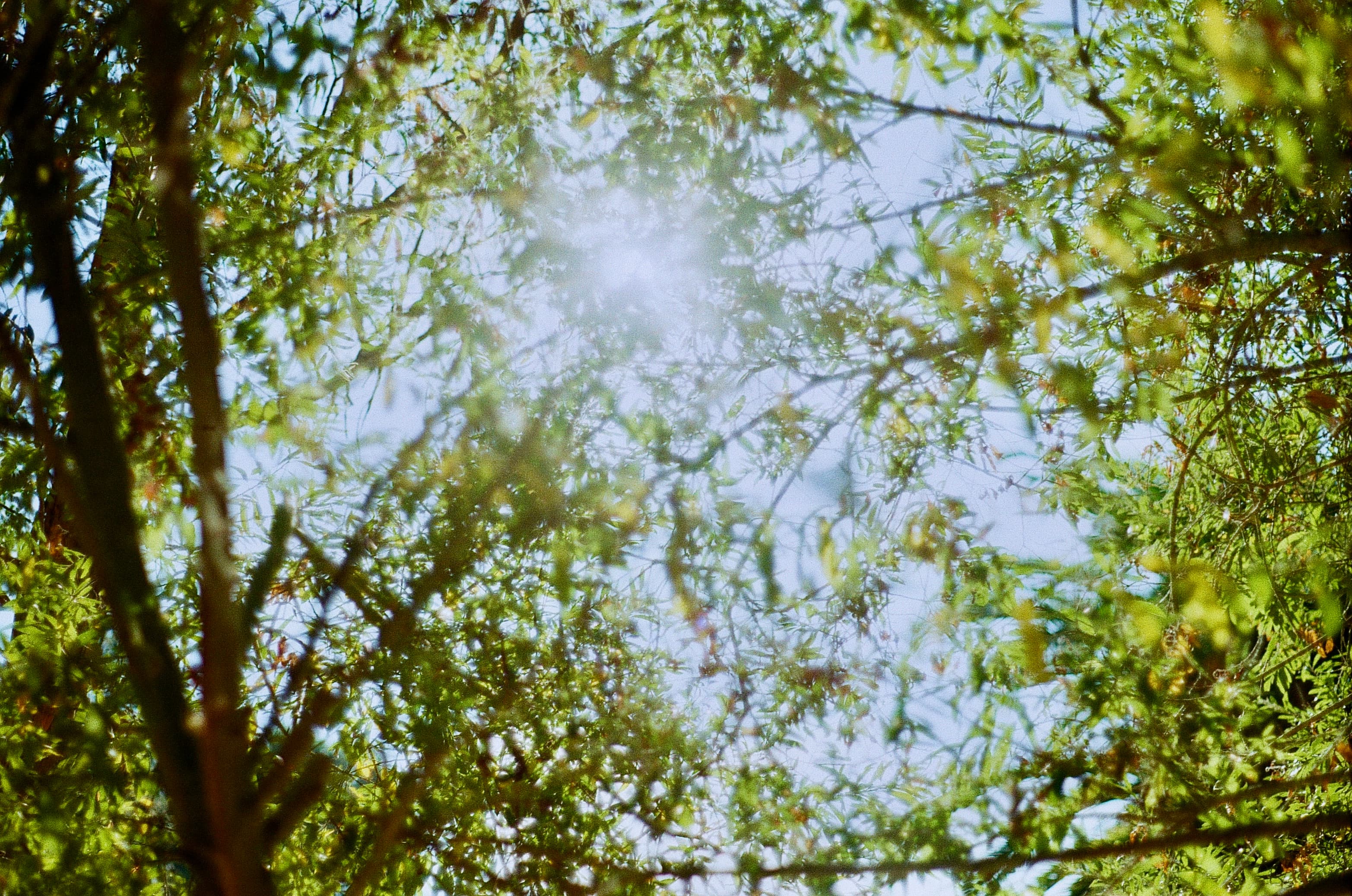 Landscapes — film photograph by Nicholas Kouzmanoff